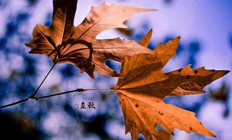 幾時(shí)立秋是什么意思