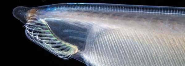 文昌魚(yú)又叫什么魚(yú),無(wú)頭魚(yú)是什么魚(yú)圖1