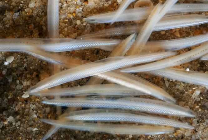 三個(gè)中國珍稀動(dòng)物的名稱(chēng)