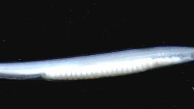 文昌魚(yú)和武昌魚(yú)的區別