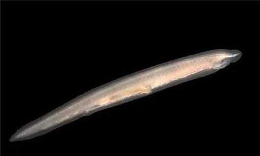 文昌魚(yú)又叫什么魚(yú),無(wú)頭魚(yú)是什么魚(yú)圖4