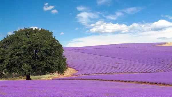 普羅旺斯是哪個(gè)國家的小鎮