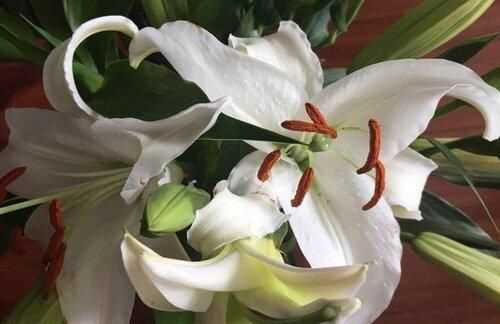 描寫(xiě)百合花盛開(kāi)的佳句