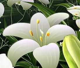 關(guān)于美人百合花的詩(shī)句有哪些