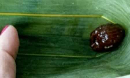 蜜棗粽子的做法，蜜棗粽子的做法和包法？圖13
