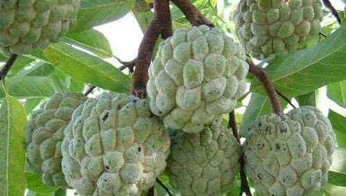 南方十月時(shí)蔬，水果有哪些