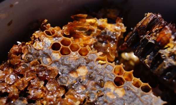 蜂蠟是什么蜜蜂,蜜蜂的克星藥是什么圖5