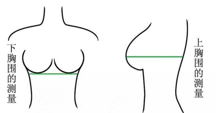不會(huì )量胸圍怎么知道