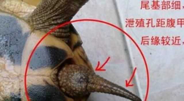 巴西龜怎么分公母，巴西龜怎么分公母？圖1