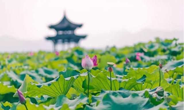 曉出凈慈寺送林子方古詩(shī)的意思，曉出凈慈寺送林子方古詩(shī)最簡(jiǎn)單易懂的意思是什么？圖2