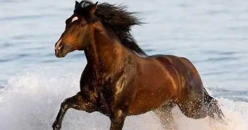 千里馬的意思和造句,千里馬造句圖1