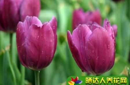 紫色郁金香花語(yǔ)