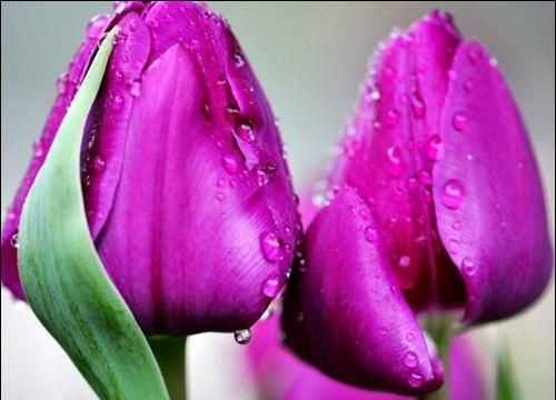 紫色郁金香的花語(yǔ)