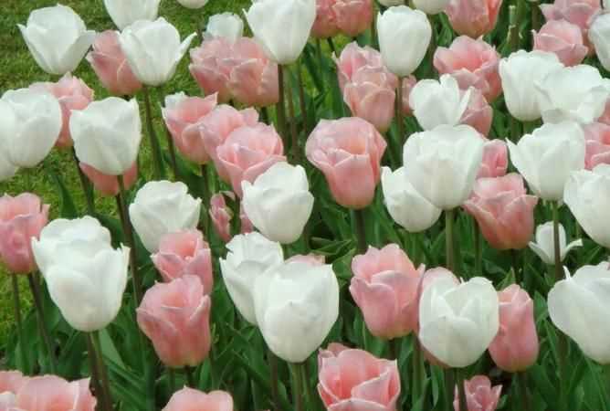 百合花，仙人掌，郁金香，櫻花分別是哪個(gè)國家的國花