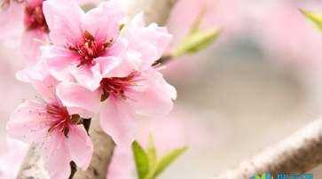 描寫(xiě)桃花的優(yōu)美段落