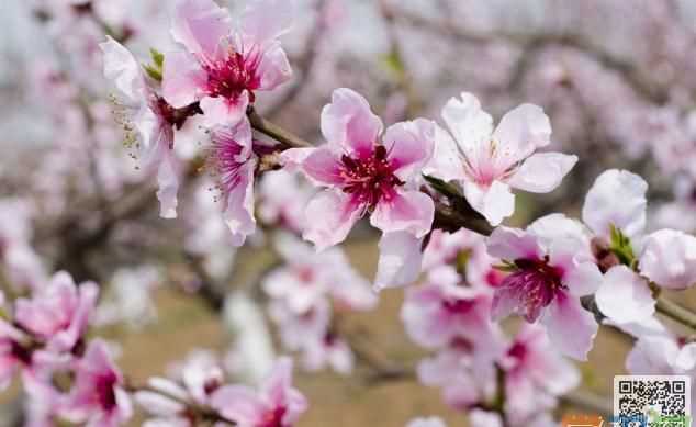 描寫(xiě)桃花的優(yōu)美句子