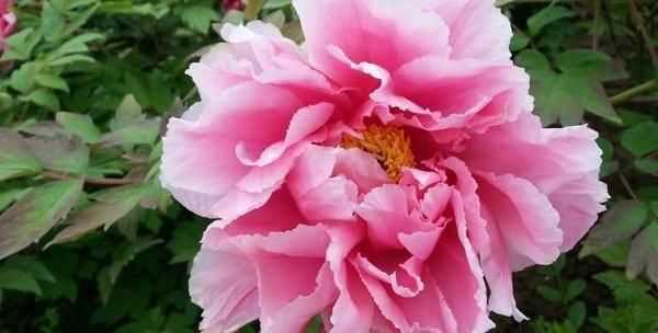 中國十大國花的種類(lèi)以及顏色名稱(chēng)