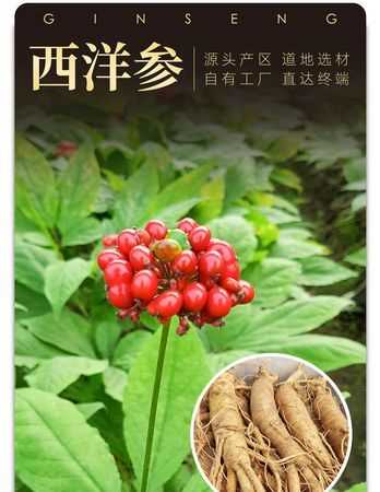 海參花旗參的區別