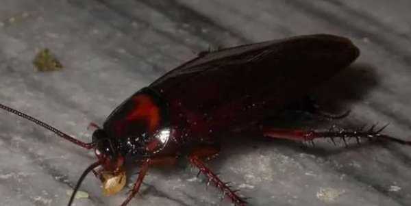 蟑螂害怕酒精,蟑螂怕酒精嗎圖3