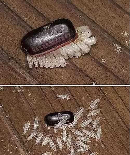 小強怕酒精消毒液?jiǎn)?