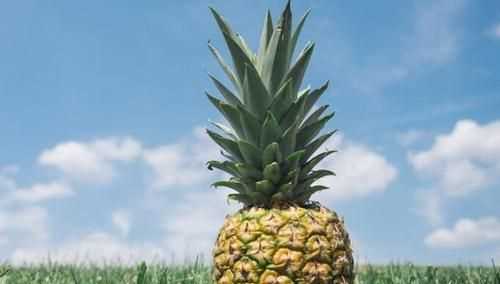 菠蘿不能和什么一起吃
