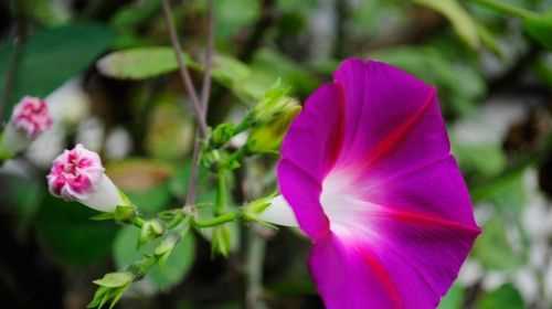 牽?；ǖ幕ㄕZ(yǔ)，他的又名和又名的含義