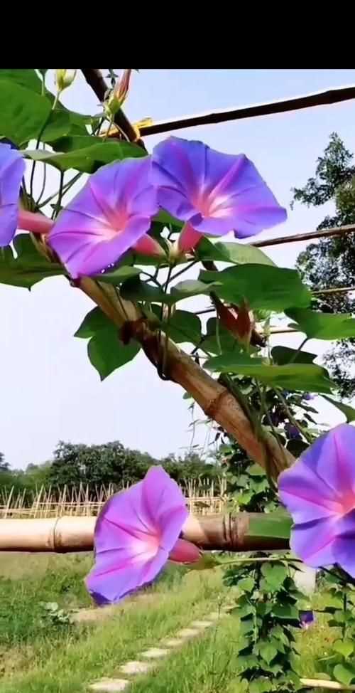 牽?；ǖ幕ㄕZ(yǔ)有哪些