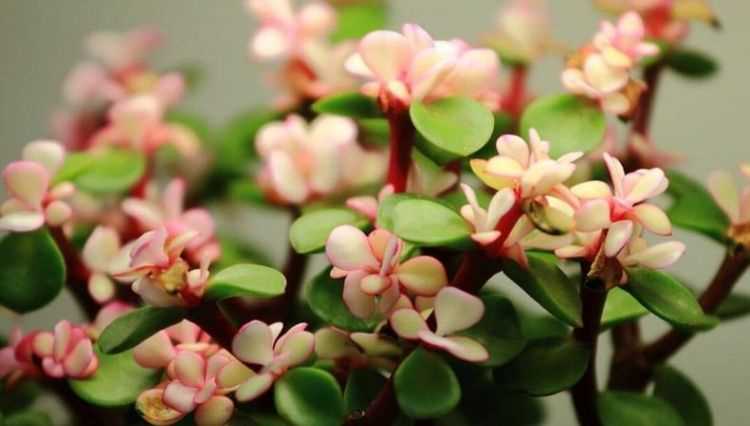 金枝玉葉養殖方法與注意事項