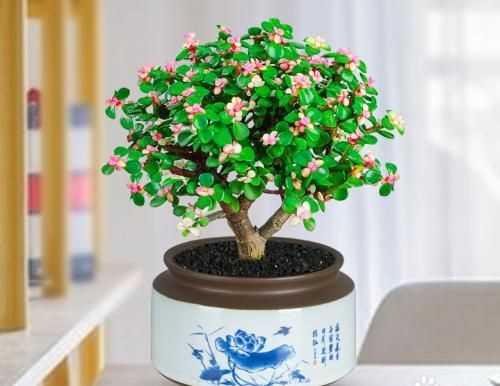 金邊金枝玉葉養殖方法