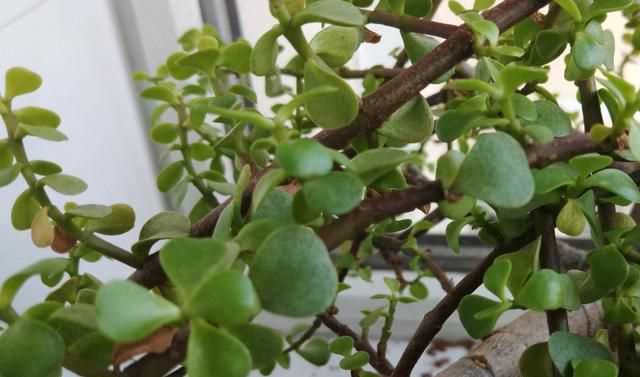 金枝玉葉花的養殖方法和注意事項，金枝玉葉養殖方法與注意事項？圖3