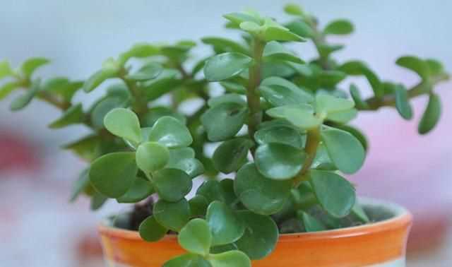 金枝玉葉花的養殖方法和注意事項，金枝玉葉養殖方法與注意事項？圖4