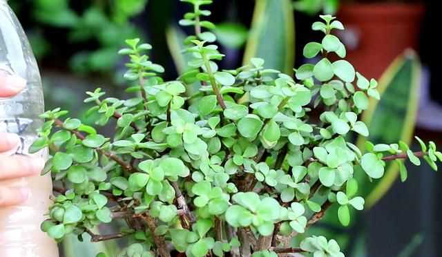 金枝玉葉花的養殖方法和注意事項，金枝玉葉養殖方法與注意事項？圖5