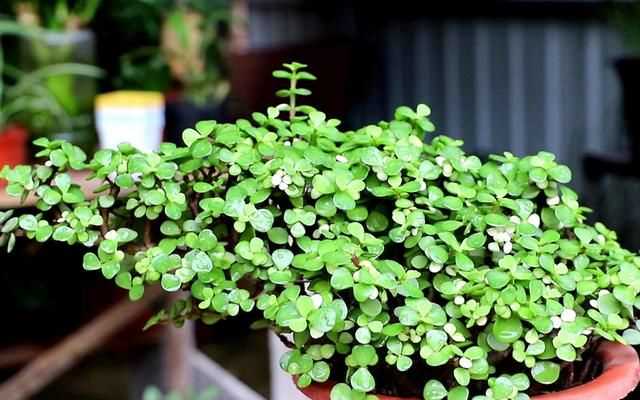 金枝玉葉花的養殖方法和注意事項，金枝玉葉養殖方法與注意事項？圖6