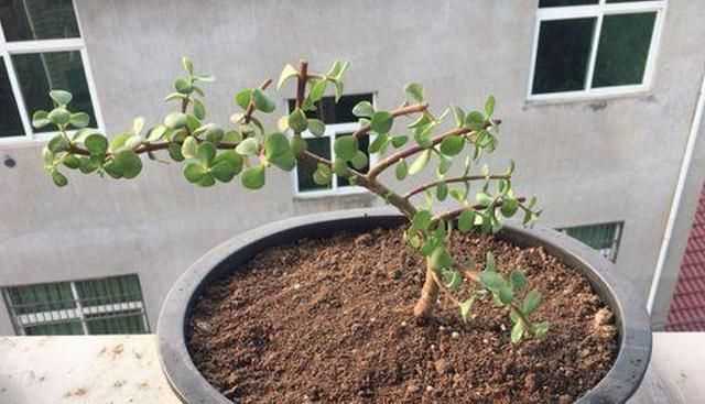 金枝玉葉花的養殖方法和注意事項，金枝玉葉養殖方法與注意事項？圖8