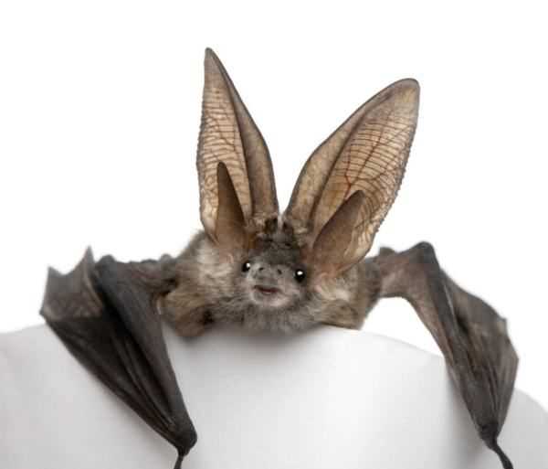 蝙蝠長(cháng)什么樣,蝙蝠長(cháng)什么樣圖1