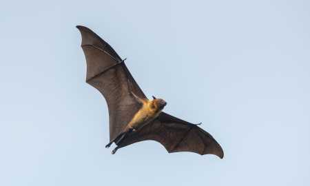 蝙蝠長(cháng)什么樣,蝙蝠長(cháng)什么樣圖3