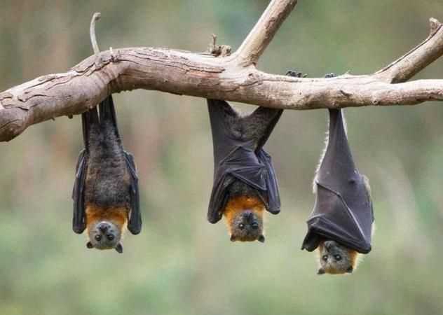 蝙蝠的外形是什么樣的