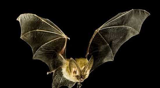 蝙蝠長(cháng)什么樣,蝙蝠長(cháng)什么樣圖5
