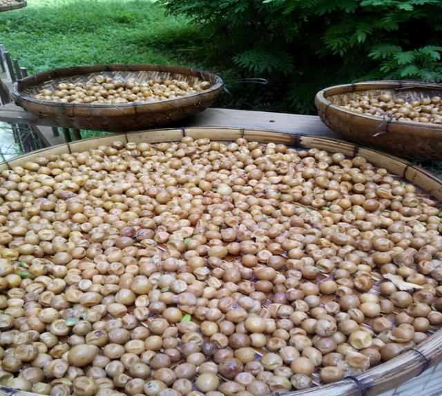 黃皮怎么保鮮，石黃皮怎么保存？圖5