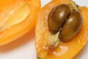 枇杷果的核能當種子嗎