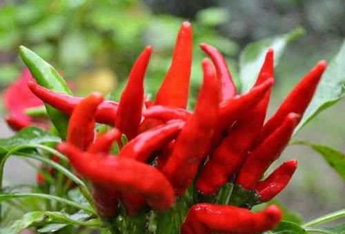 被線(xiàn)椒辣了怎么辦,被辣椒弄得手火辣辣的疼該怎么辦