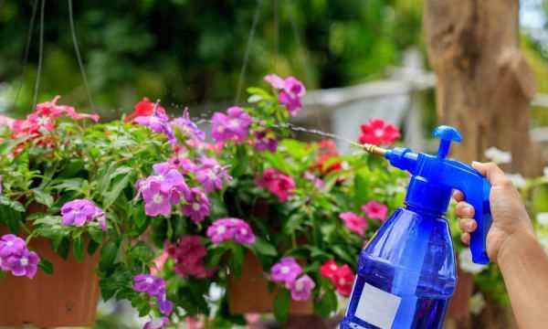 茶水發(fā)酵幾天可以澆花,茶水可以澆花嗎圖2