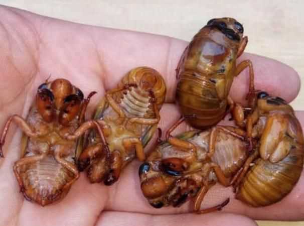 知了有什吃知了會(huì )吃什么呢