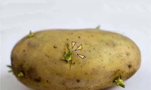土豆發(fā)芽能吃嗎
