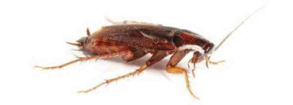 蟑螂白天一般藏在什么地方,蟑螂白天一般藏在什么地方圖1