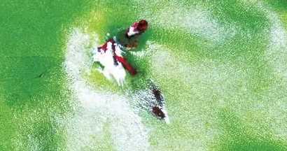 柿子里的蟲(chóng)子是什么蟲(chóng),柿子上的白色蟲(chóng)子是胭脂蟲(chóng)是棉蚧嗎圖1