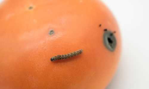 柿子上面長(cháng)的白色的蟲(chóng)子是什么蟲(chóng)