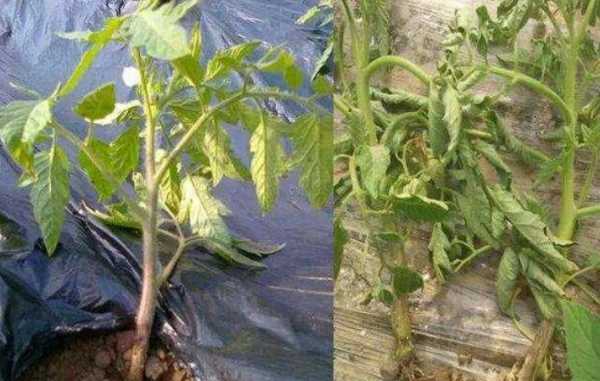 柿子里的蟲(chóng)子是什么蟲(chóng),柿子上的白色蟲(chóng)子是胭脂蟲(chóng)是棉蚧嗎圖4