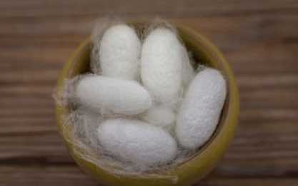 煮蠶繭要加什么東西,煮蠶繭要加什么東西嗎?圖4