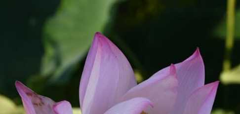 什么時(shí)候入伏202,入伏是啥時(shí)候入伏的時(shí)間是啥時(shí)候的圖2